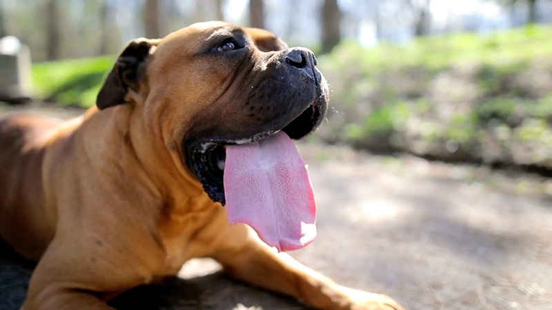 Summer hot weather. Dog sitting in the sun outside panting.